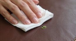 leather mold cleaning tips